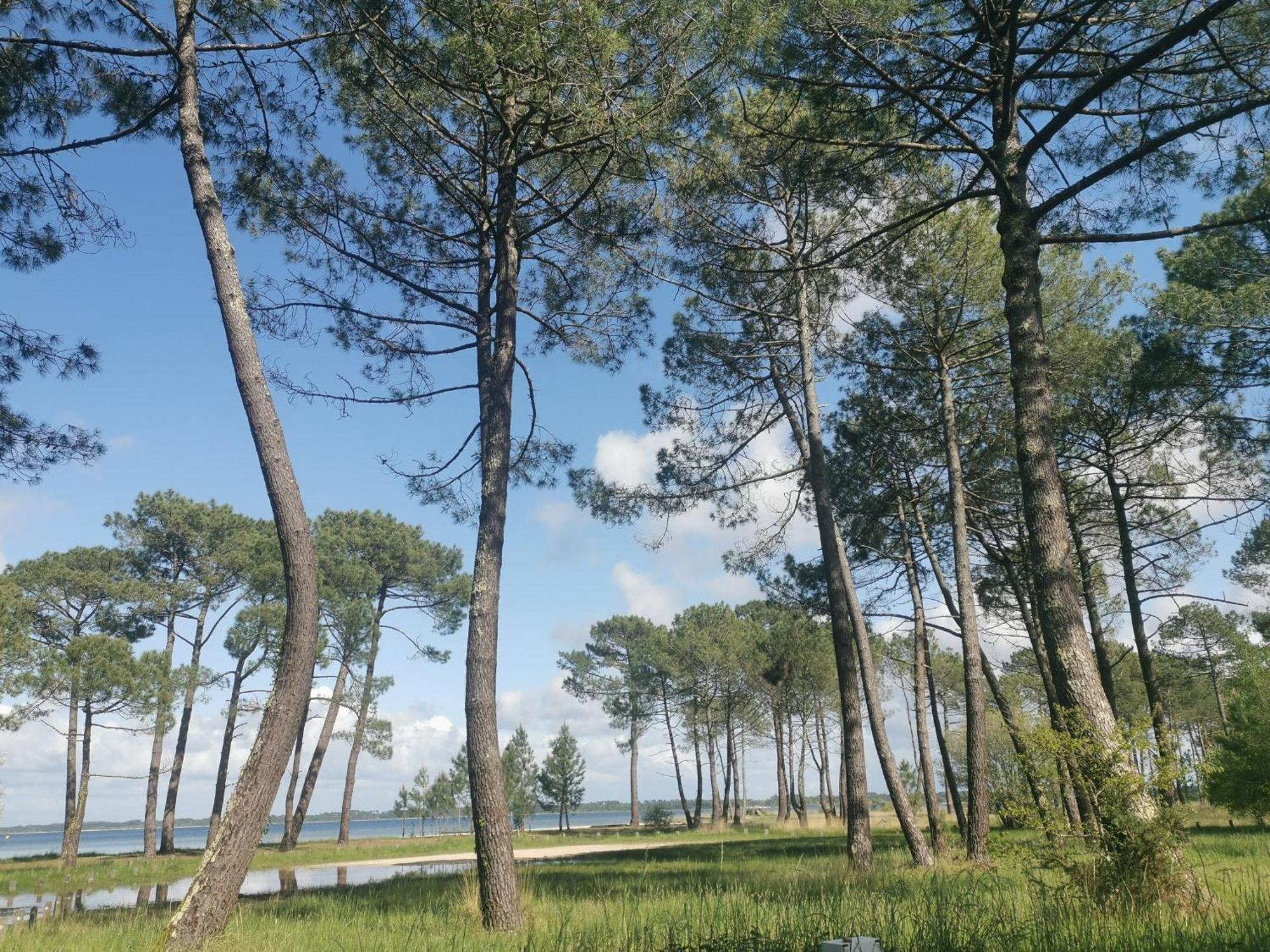 Appartements Au Coeur Du Golf, Proche Du Lac Et Velodyssee Biscarrosse Ngoại thất bức ảnh